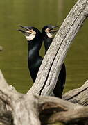 Great Cormorant