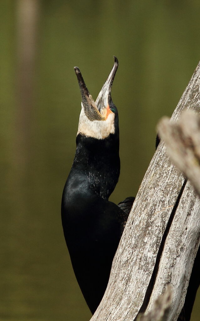 Great Cormorant