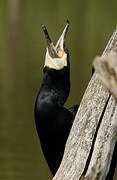 Great Cormorant