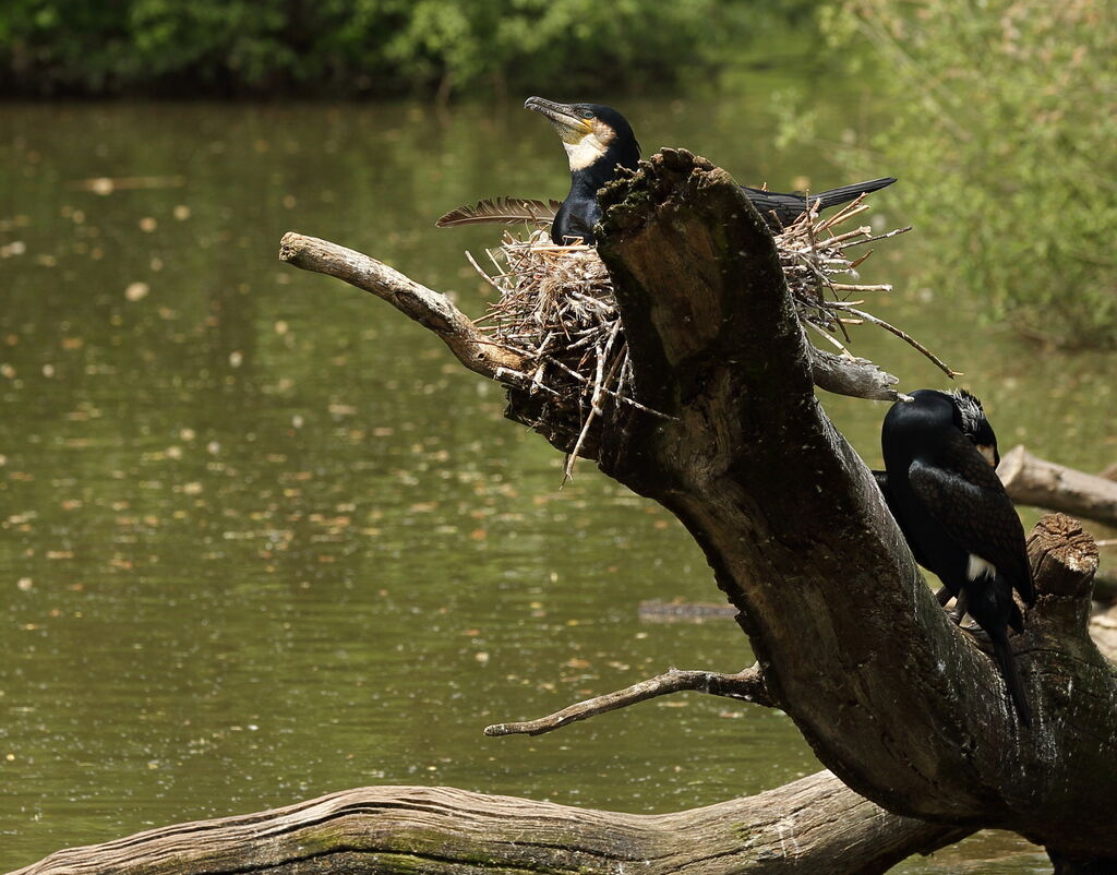 Great Cormorant