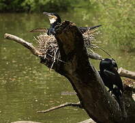 Great Cormorant