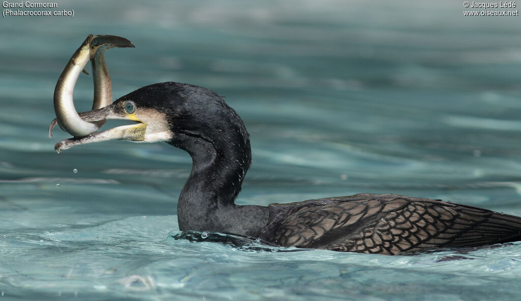 Great Cormorant