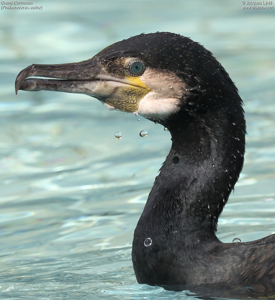 Great Cormorant