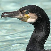 Great Cormorant