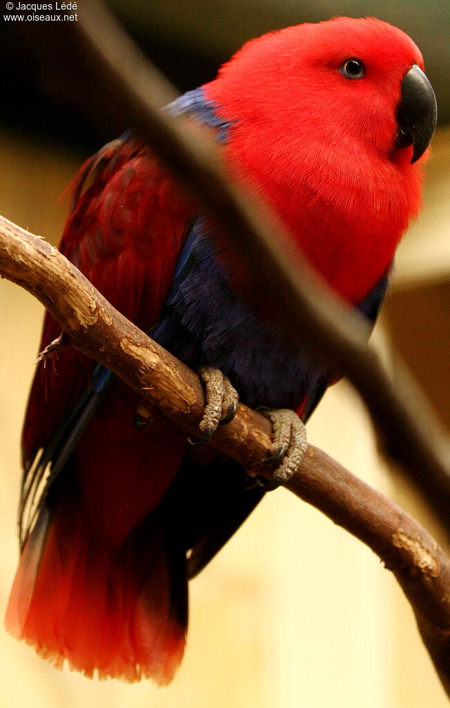 Moluccan Eclectus