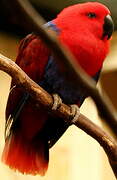 Eclectus Parrot