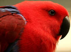 Moluccan Eclectus