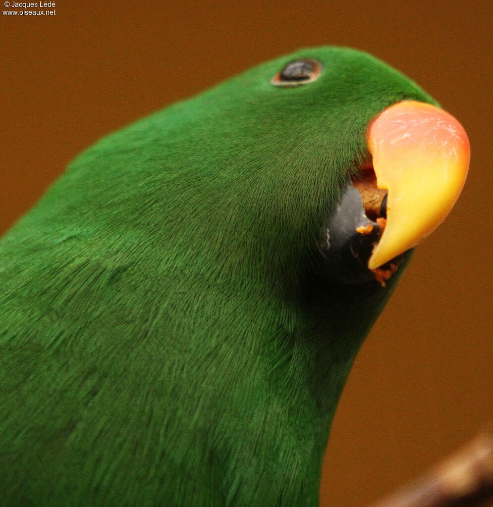 Eclectus Parrot