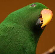 Moluccan Eclectus