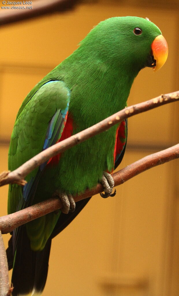 Moluccan Eclectus