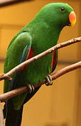 Moluccan Eclectus