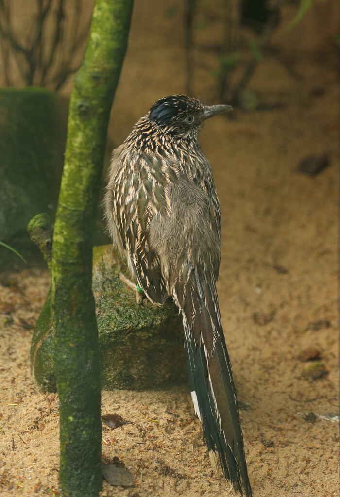 Greater Roadrunner