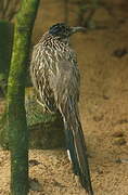 Greater Roadrunner