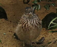 Greater Roadrunner