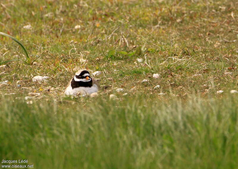 Common Ringed Plover male adult, habitat, Reproduction-nesting