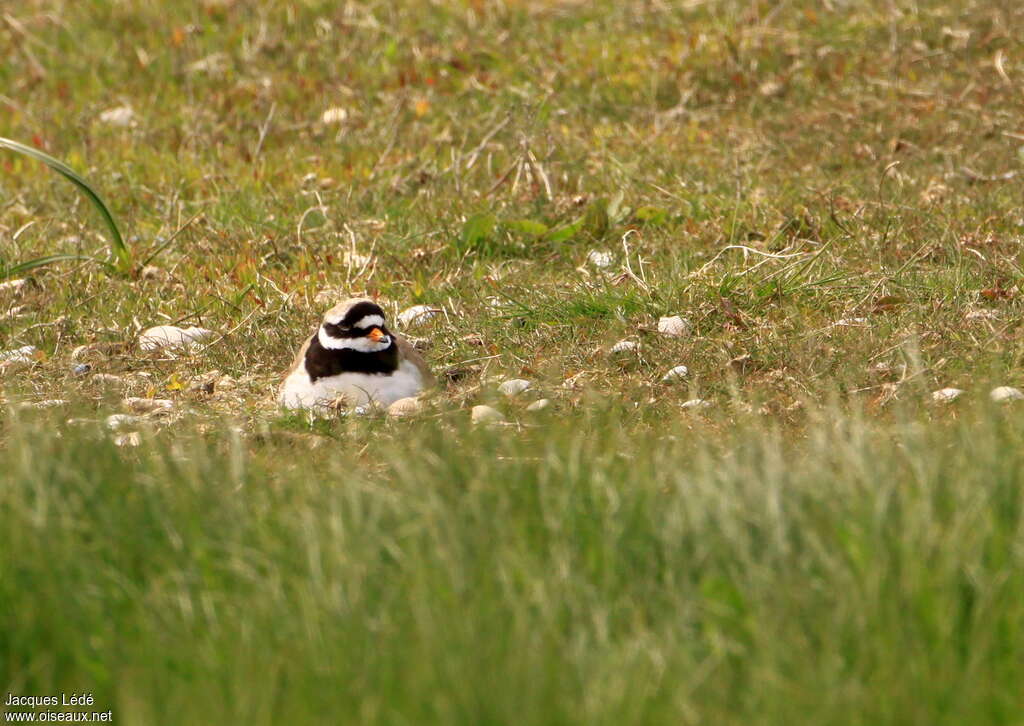 Common Ringed Plover male adult, habitat, Reproduction-nesting