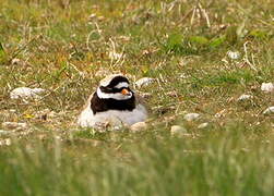 Common Ringed Plover