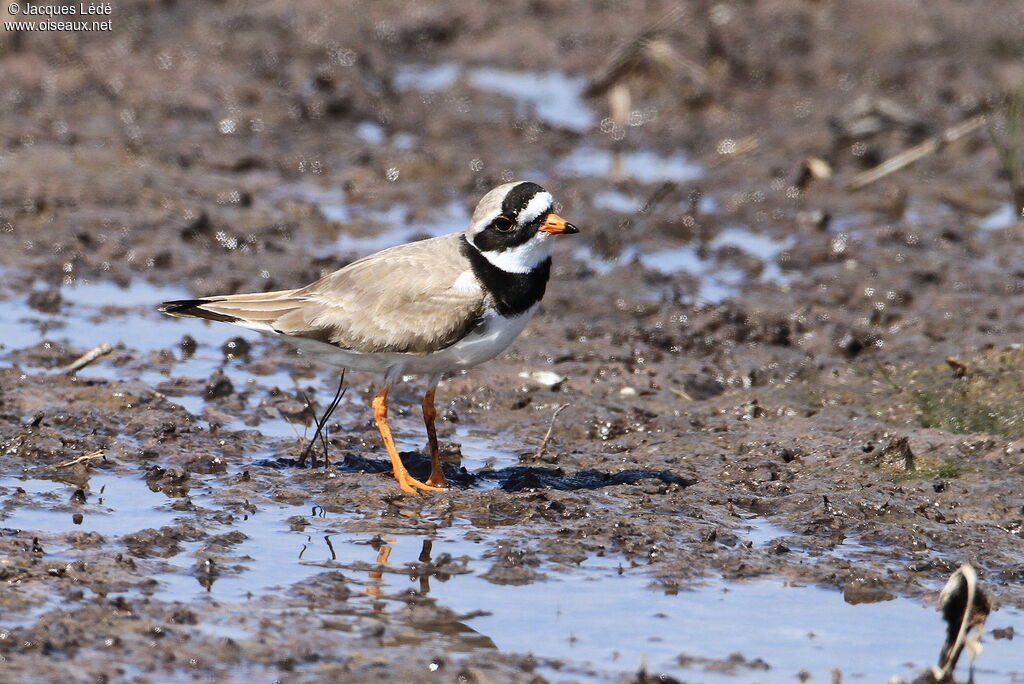 Common Ringed Plover