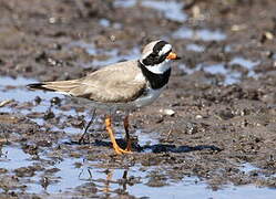 Common Ringed Plover