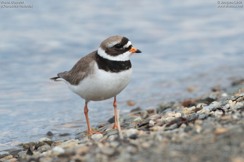 Common Ringed Plover