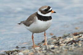 Common Ringed Plover