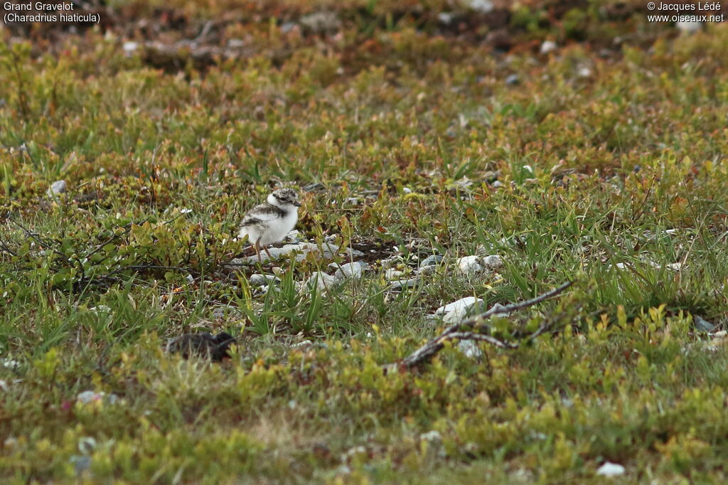 Common Ringed Plover