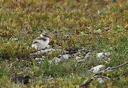 Common Ringed Plover