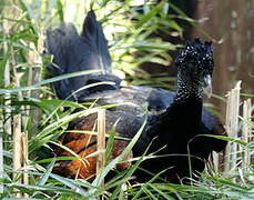 Great Curassow