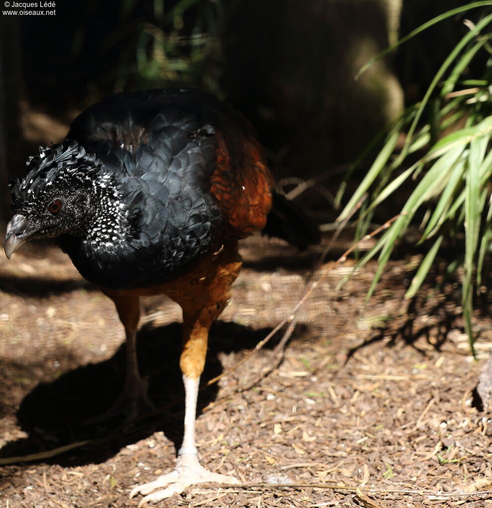 Great Curassow