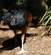 Great Curassow