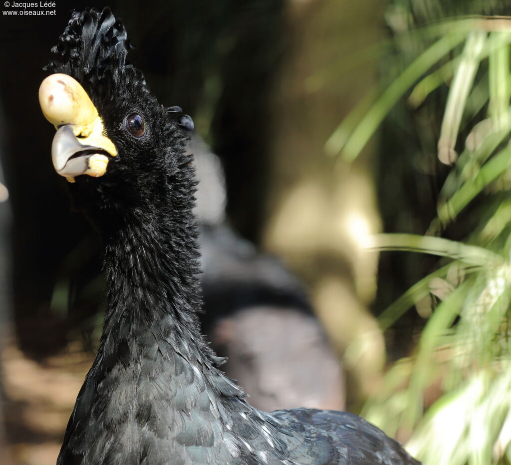 Great Curassow