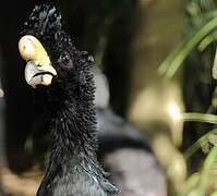 Great Curassow