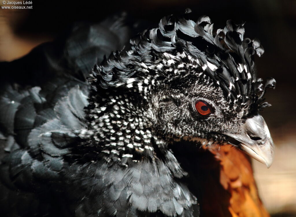 Great Curassow