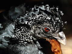 Great Curassow