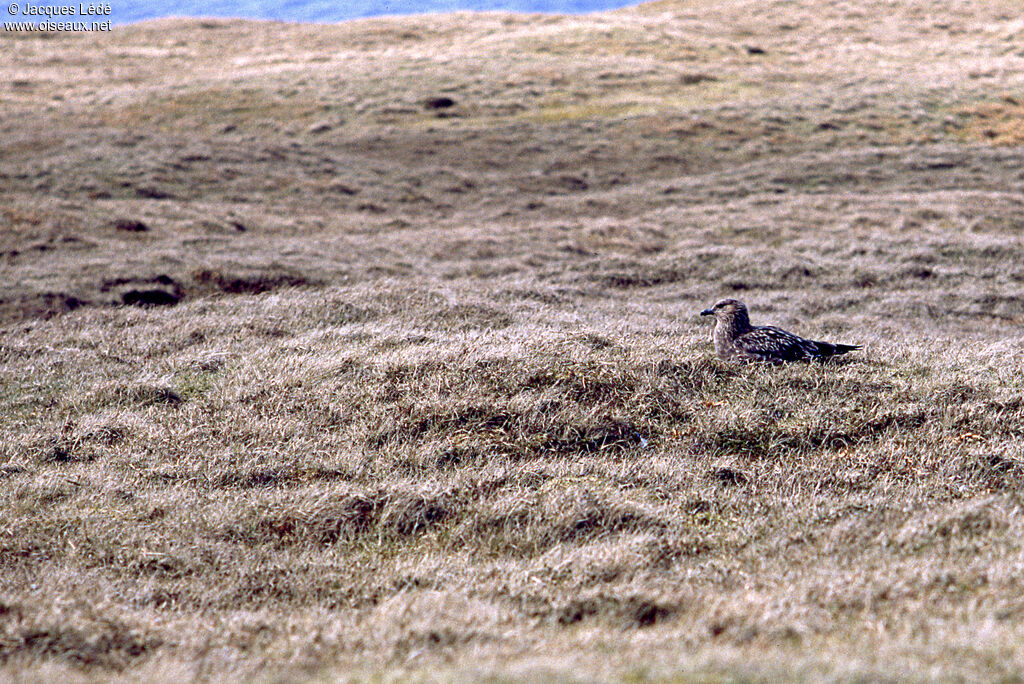 Great Skua