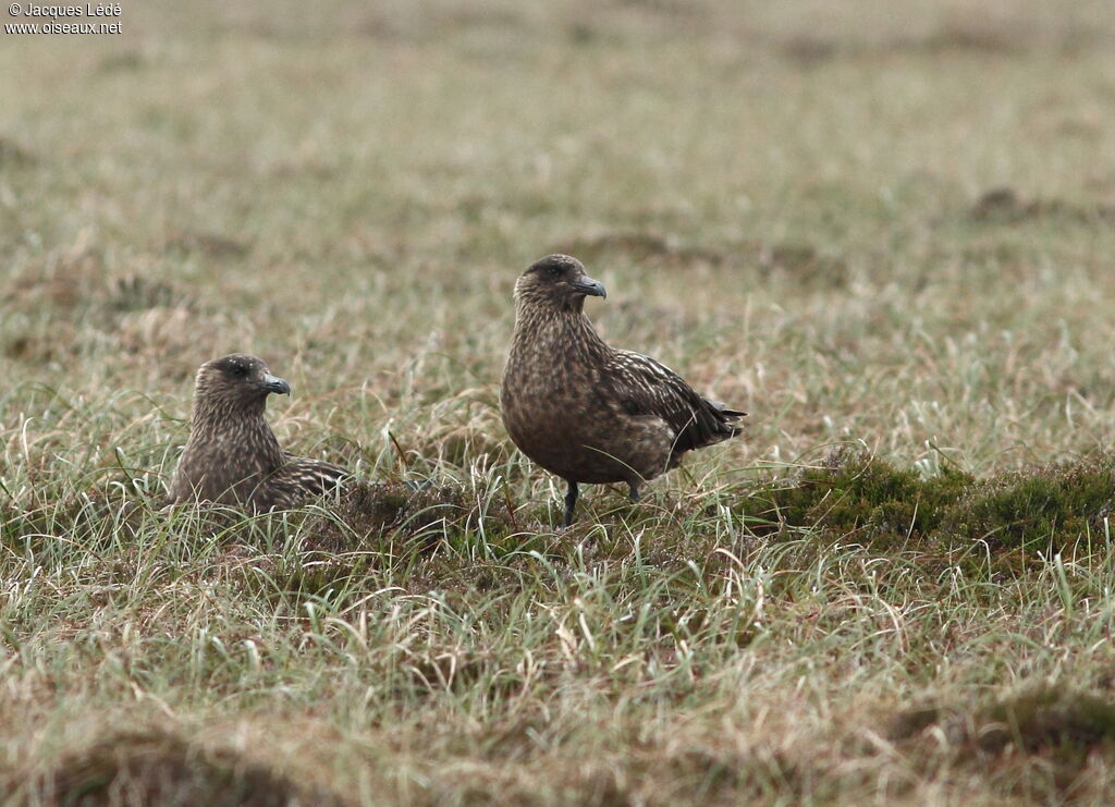 Great Skua