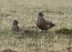 Great Skua