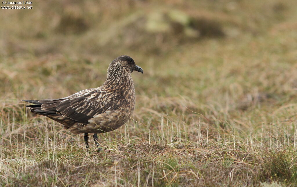 Great Skua