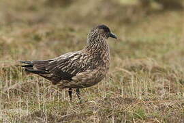 Great Skua