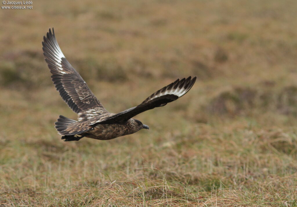 Great Skua