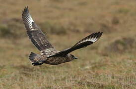 Great Skua