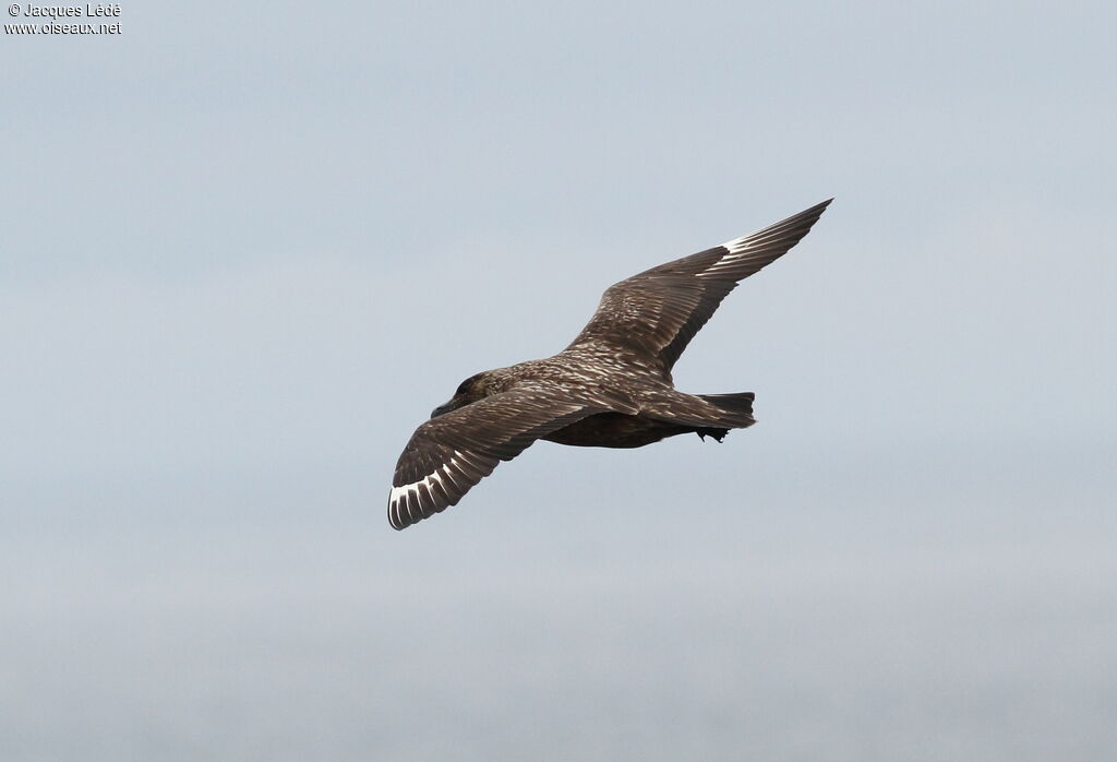 Great Skua