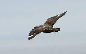 Great Skua