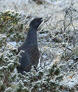 Western Capercaillie