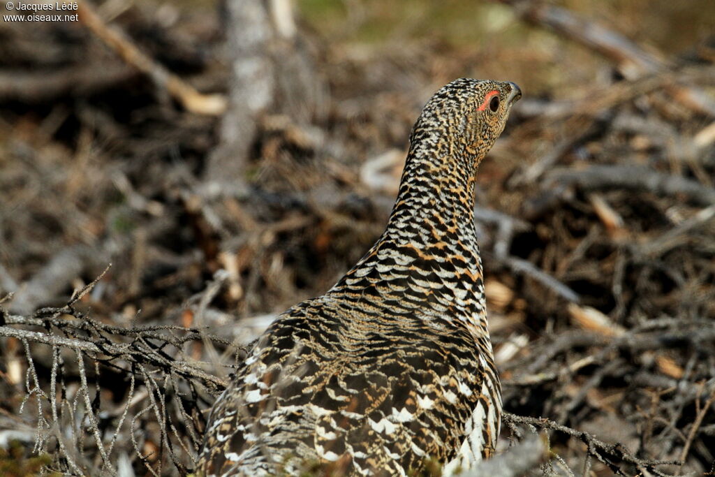 Western Capercaillie