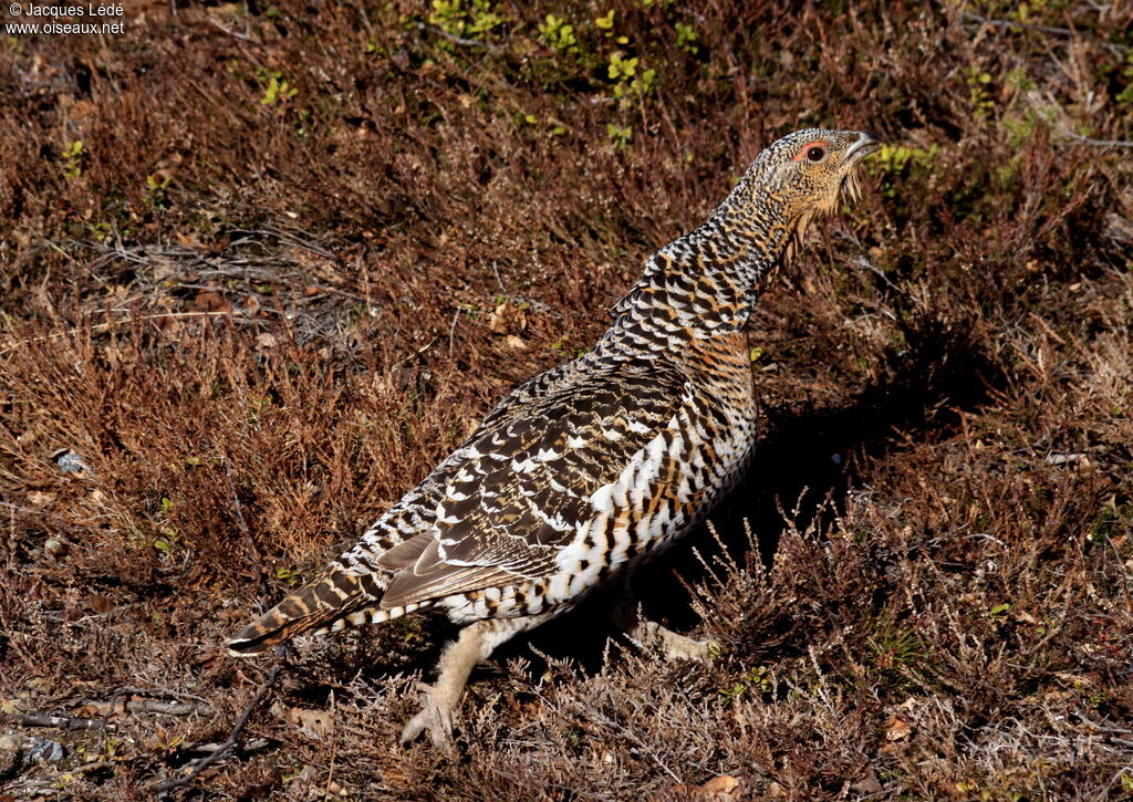 Western Capercaillie