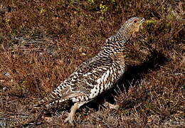 Western Capercaillie