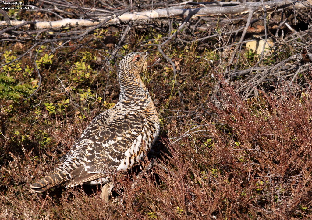 Western Capercaillie