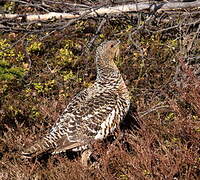 Western Capercaillie