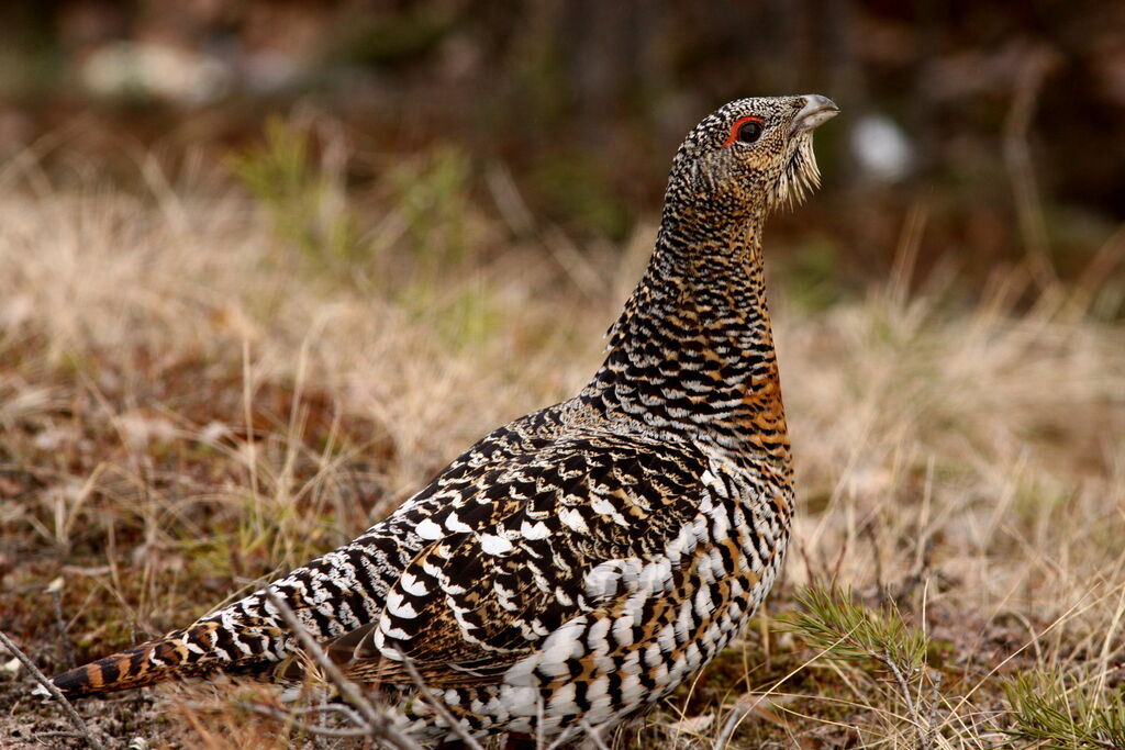 Western Capercaillie